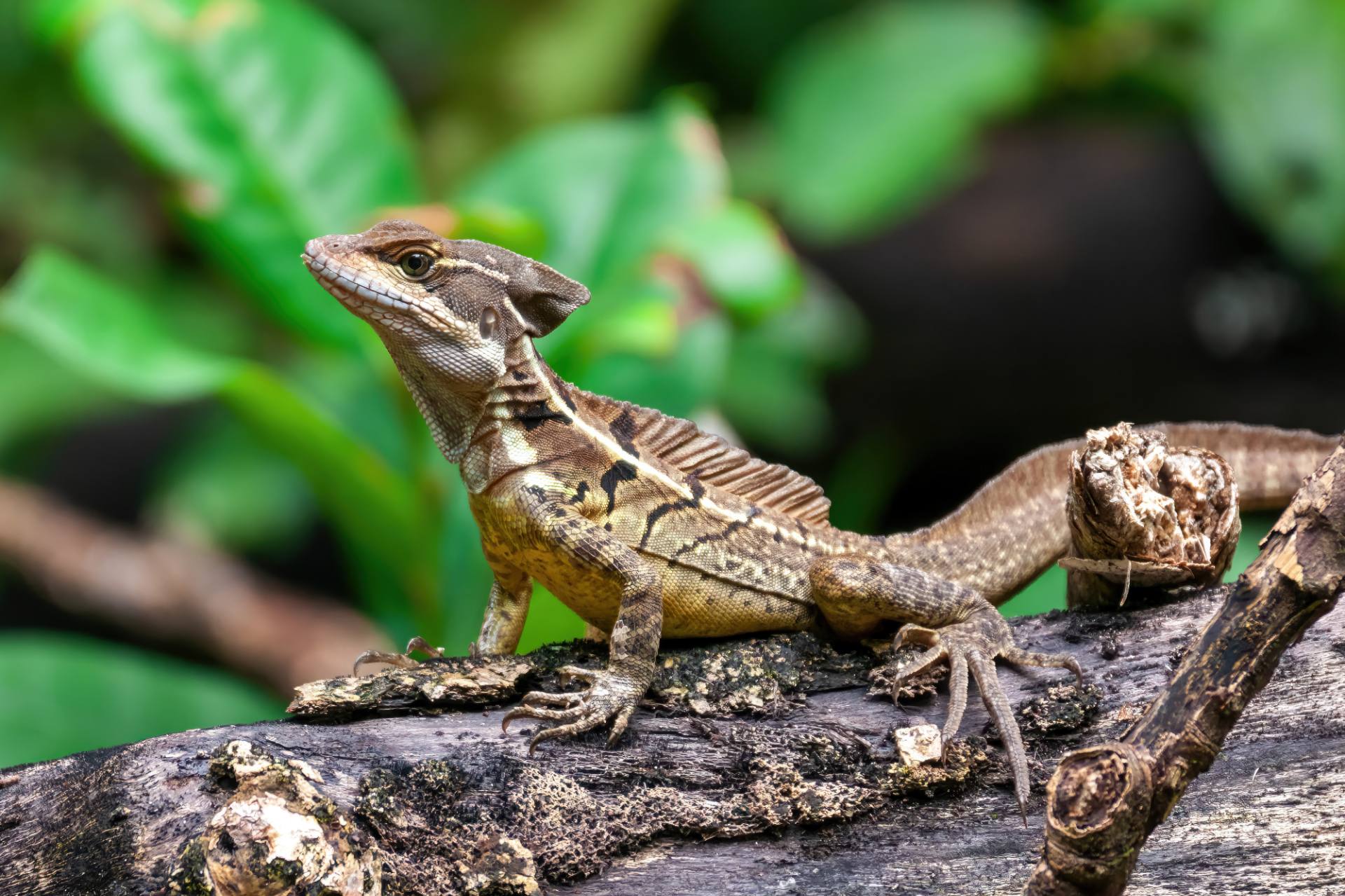 Stirnlappenbasilisk (Basiliscus plumifrons)